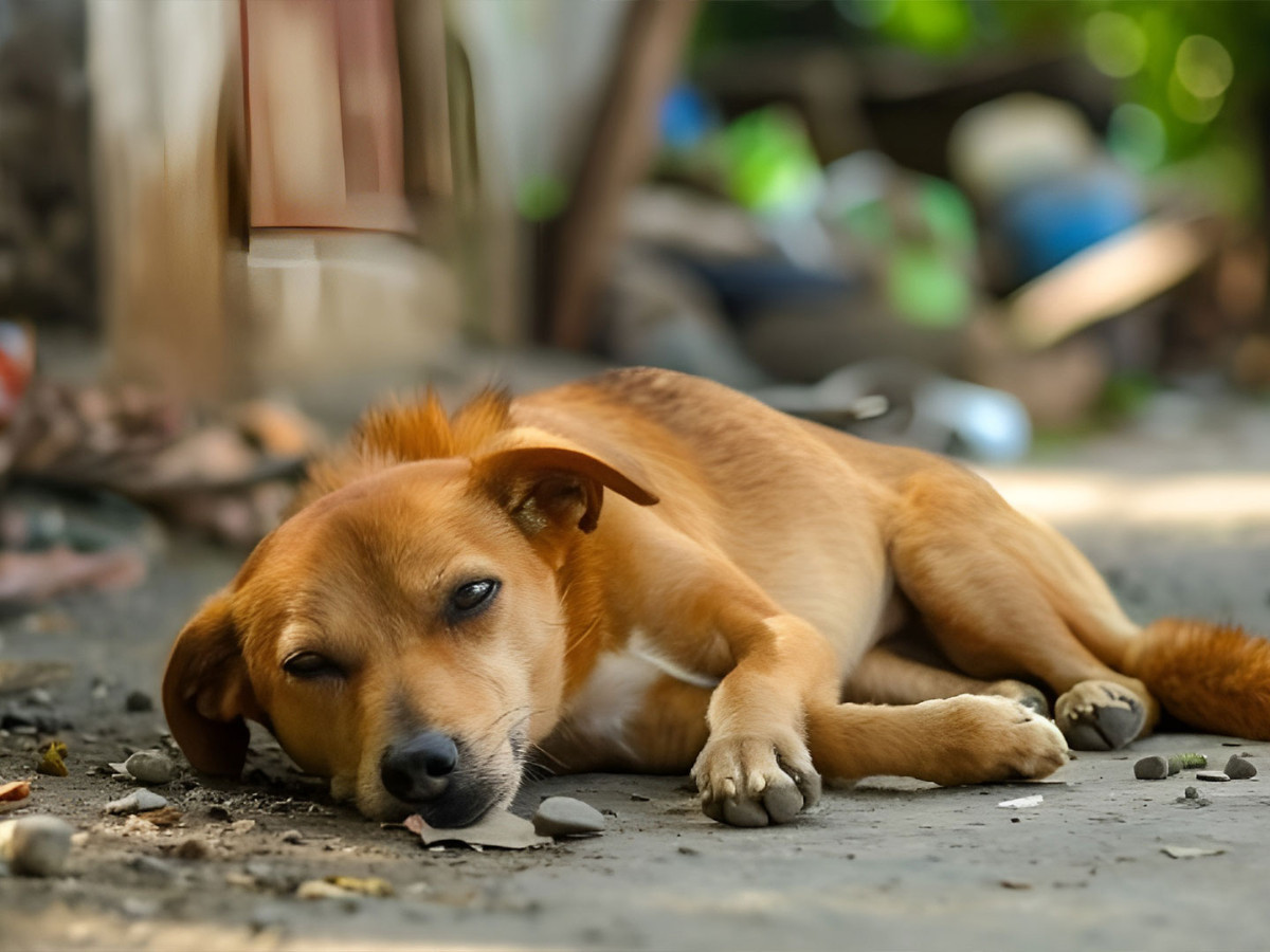 Ankara Valiliği 52 bin köpek toplandı demişti: Barınaklar 13 bin kapasiteli, diğer köpekler nerede?