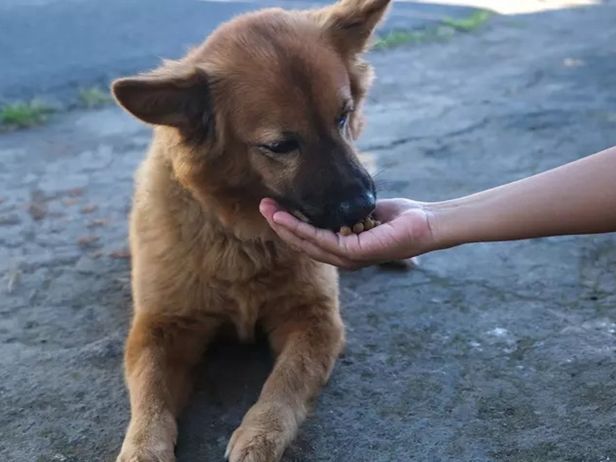 İstanbul Valiliği'nden tüm belediyelere sokak köpeklerini toplayın talimatı