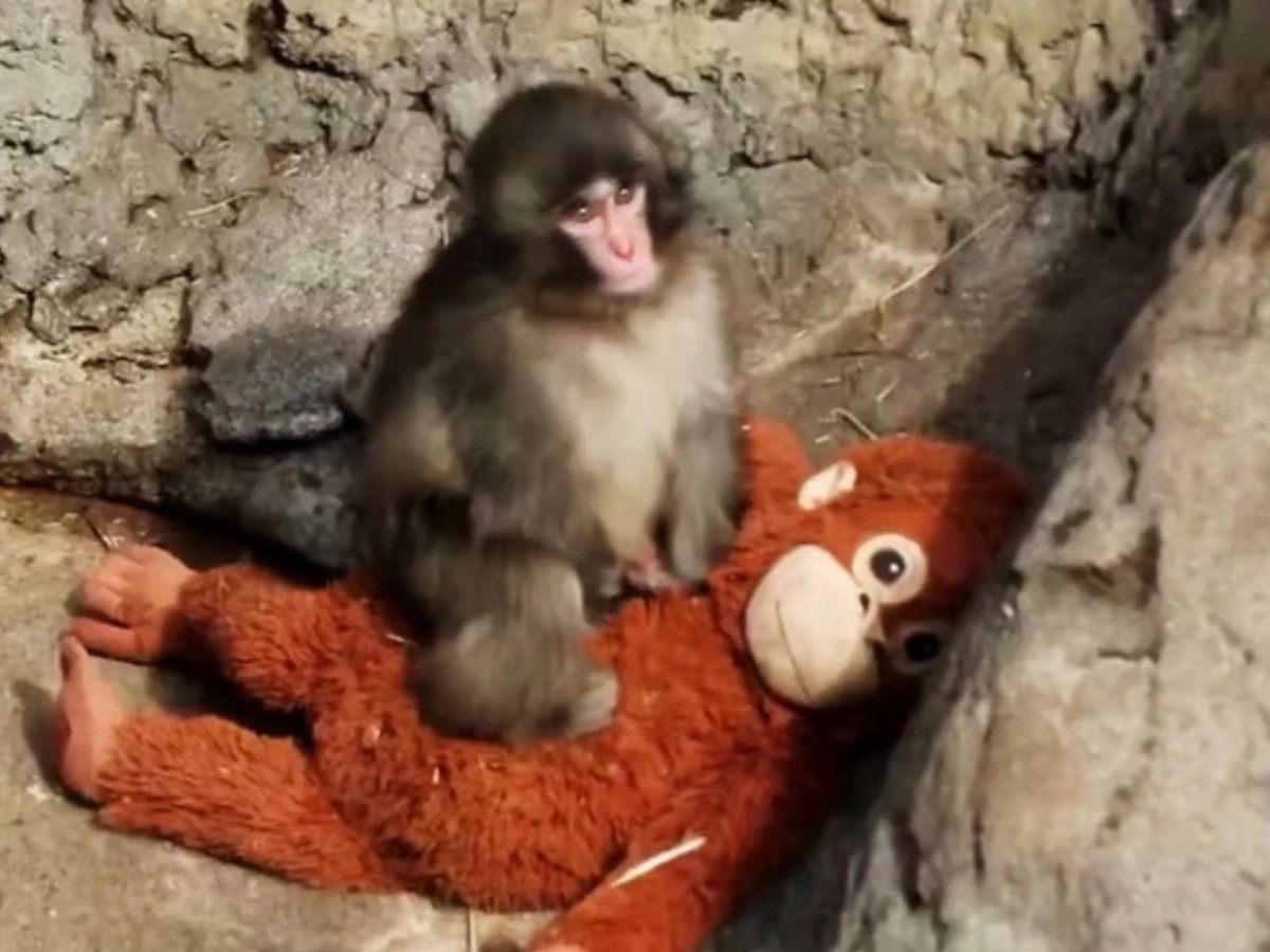 Peluş oyuncağına sarılan Yavru makak maymunu Punch’un o videosunun altından dram çıktı