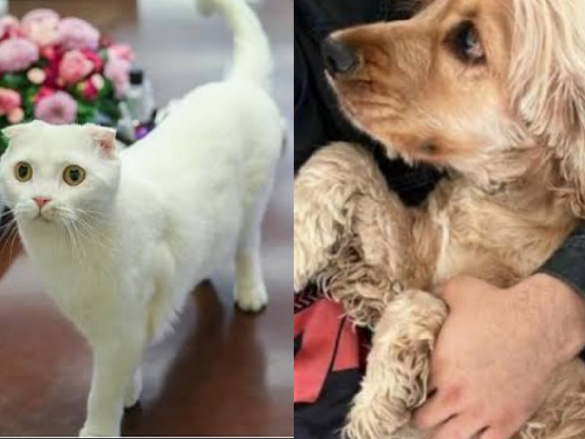 Polisin biber gazlı baskınında CHP’nin kedisi Zafer ve köpeği Mayıs da etkilendi