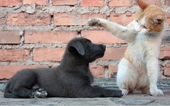 Sokak köpeklerine ilişkin yapılan düzenlemeye için Cumhurbaşkanı Erdoğan’a özel bir sunum yapıldı