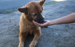 İstanbul Valiliği'nden tüm belediyelere sokak köpeklerini toplayın talimatı