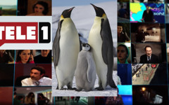 Muhalif haber kanalı TELE 1 kayyumun elinde resmen penguen kanalına dönüştü: Artık haber yok