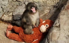 Peluş oyuncağına sarılan Yavru makak maymunu Punch’un o videosunun altından dram çıktı