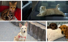 Dubai'den kaçanlar, evcil hayvanlarını terk ediyor!