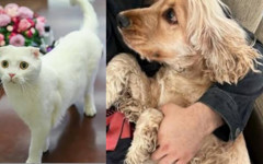 Polisin biber gazlı baskınında CHP’nin kedisi Zafer ve köpeği Mayıs da etkilendi