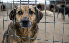 Ankara Valiliği 52 bin köpek toplandı demişti: Barınaklar 13 bin kapasiteli, diğer köpekler nerede?