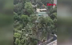 İstanbul'u akşam saatlerinde fırtına vurdu, ağaçları böyle devirdi