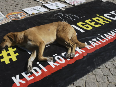 Bakanlık sokak hayvanlarına ayırdığı paranın yalnızca yüzde 1,83’ünü harcamış