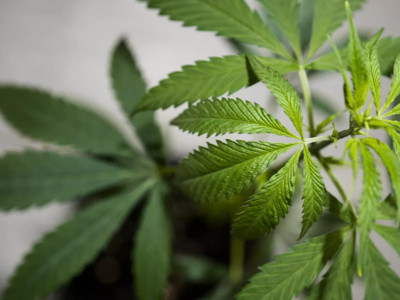 AKP devrimi: Esrar satışı yasal oluyor, Eczanelerde tıbbi kenevir satılacak