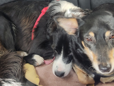 Köpekleri bu kadar çok sevmemizi bilim nasıl açıklıyor?