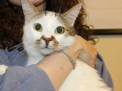 Türkiye’de hangi şehirde Kedi AIDS'i hastalığına rastlandı: Uzmanından kontrol uyarısı