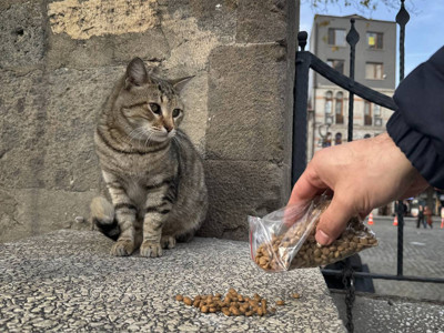 Vali Gül’den dikkat çeken açıklama: Kediler mama ile beslendiği için fare yakalamıyor