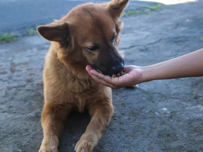 İstanbul’da sokak köpeklerini beslemek yasaklandı: Valilikten tepki çeken karar