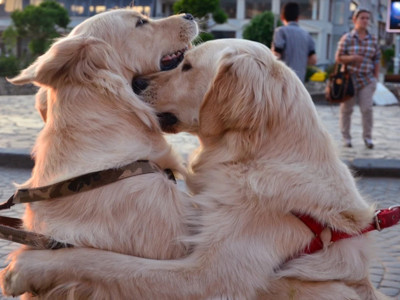 Golden retrieverlar insanlar ile ortak genetik köklere sahipler!