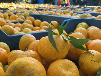 Bodrum mandalinasının kilosu bahçede 15, manavda 100 lira!