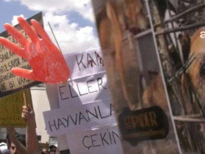 Köpeklere cinsel saldırıda bulunup öldüren doktorun cezasına indirim