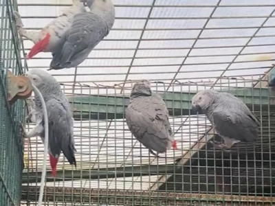 Libya'dan İstanbul'a gelen 2 yolcunun bagajından 20 Afrika papağını çıktı