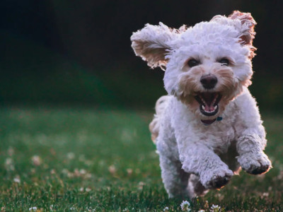 Araştırma: Köpeğinize Seni seviyorum dediğinizde kalp atışları yüzde 46 oranında hızlanıyor