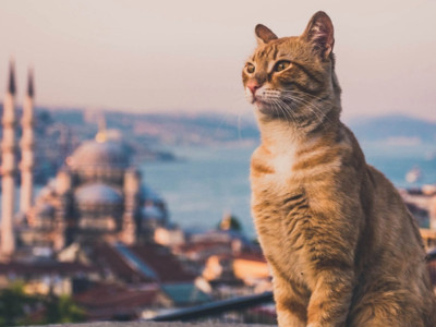BBC World İstanbul’un kedilerini dünyaya tanıttı: Turistlerin yeni gözdesi