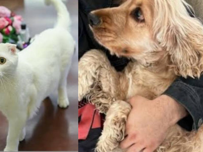 Polisin biber gazlı baskınında CHP’nin kedisi Zafer ve köpeği Mayıs da etkilendi