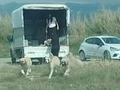 Kuşların doğal alanına kamyonetle çok sayıda köpek bıraktılar