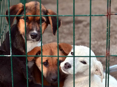 Bakan Çiftçi'den tepki çeken açıklama:Yılbaşına kadar sokak köpeklerinin hepsi barınaklara alınacak