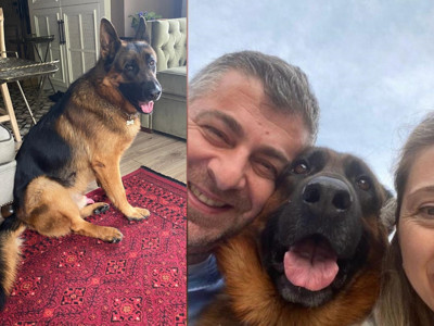 Alman Kurt köpeği Santos 25 gündür kayıp: Ailesi 100 Bin TL ödül koydu