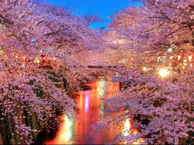 Japonya’da yeniden doğuş: Sakura zamanı hakkında bilmeniz gerekenler