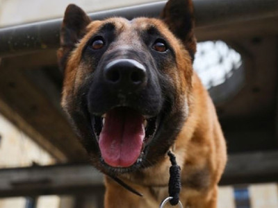 Köpekten Özür Diletme Davasında Doktorlara 2'şer Yıl Hapis Cezası