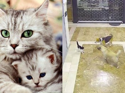 Anne Kedi Yavrusuna Saldıran Üç Köpeği Korkusuzca Kovaladı