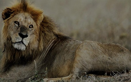 Genç Aslanlar, Serengeti'nin Kralı"nı Öldürdü!