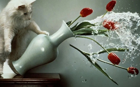 Kedilerin masadan sürekli eşya itmesinin bilimsel nedeni ortaya çıktı