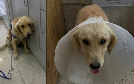 Denize girdiği için şikayet edilen Ares isimli köpek barınakta ölmüştü: Asıl insanlar kirletiyor