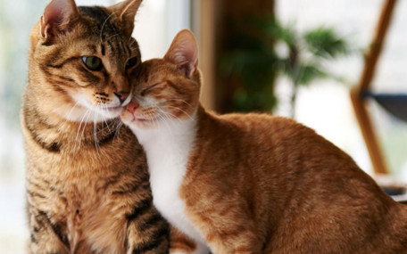 Kedilerin 10 bin yıldır çözülemeyen gizemi: Antik tanrıçalardan sosyal medya fenomenliğine...