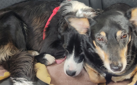 Köpeklerin burnu mucize yarattı: Parkinson hastalığını yıllar önce anlıyorlar