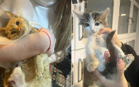 Böyle vahşet görülmedi ! Büyü yapmak için kedilerin patilerini kestiler