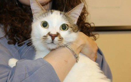 Türkiye’de hangi şehirde Kedi AIDS'i hastalığına rastlandı: Uzmanından kontrol uyarısı