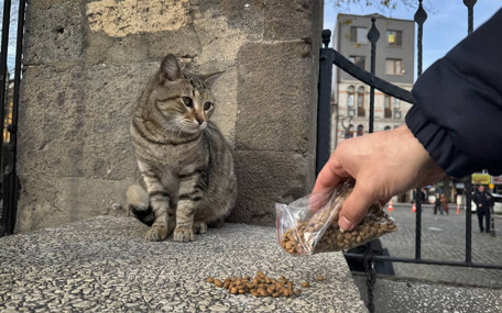 Vali Gül’den dikkat çeken açıklama: Kediler mama ile beslendiği için fare yakalamıyor