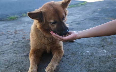İstanbul’da sokak köpeklerini beslemek yasaklandı: Valilikten tepki çeken karar