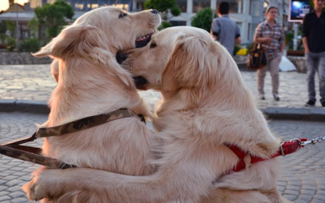 Golden retrieverlar insanlar ile ortak genetik köklere sahipler!