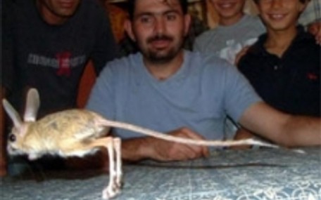 Fare desen fare değil, tavşan hiç değil. Kanguru da olamaz. Peki bu hayvan ne???