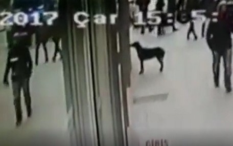 Karnı acıkan köpek marketin camına vurarak yemek istedi