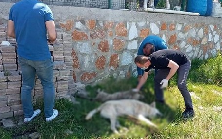 Yalova'da 7 Köpek Zehirlenerek Öldürüldü