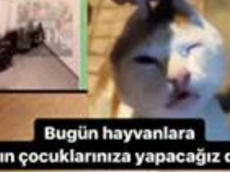 Kahramanmaraş saldırısı: İncel ve C31K nedir?