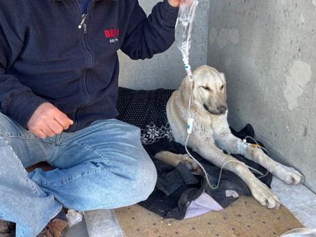 Evden kaçan çipli köpek, barınakta enfeksiyon kaptı, sahibi suç duyurusunda bulunacak