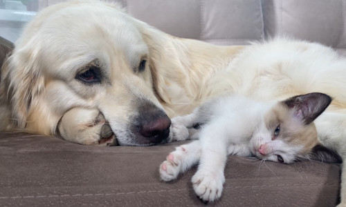 4 Nisan Dünya Sokak Hayvanları Günü’nde uzmanlar uyardı: Üretmeyin, sahiplenin