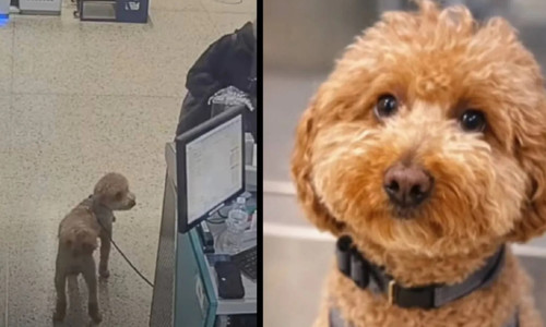 Köpeğini uçağa alamayan kadın havalimanında terk etti