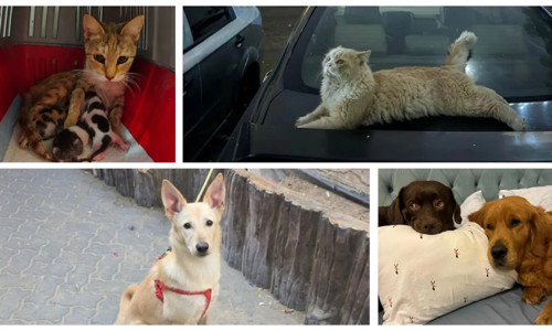 Dubai'den kaçanlar, evcil hayvanlarını terk ediyor!