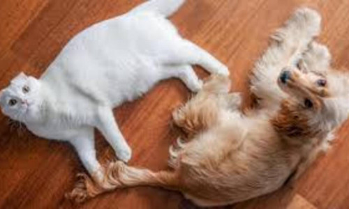 Polisin gazlı  müdahalesinden CHP’nin kedisi Zafer ve köpeği Mayıs da etkilendi
